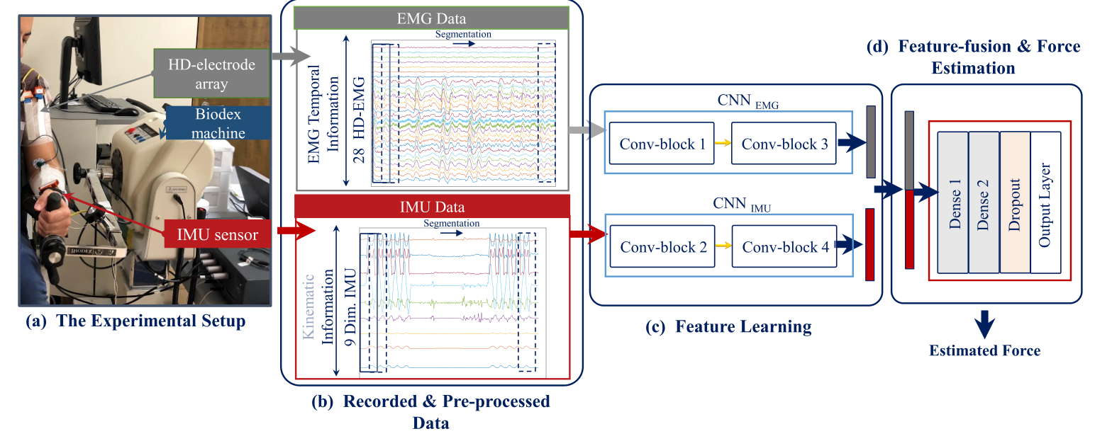 Biodex recording setup, EMG and IMU signals, separate convolutional branches, and a fused force-estimation output.